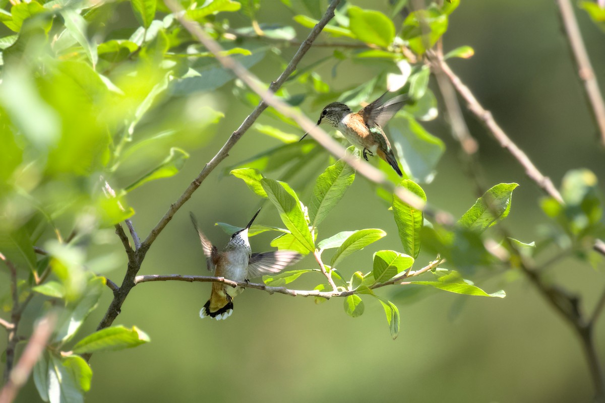 Rufous Hummingbird - ML621651638