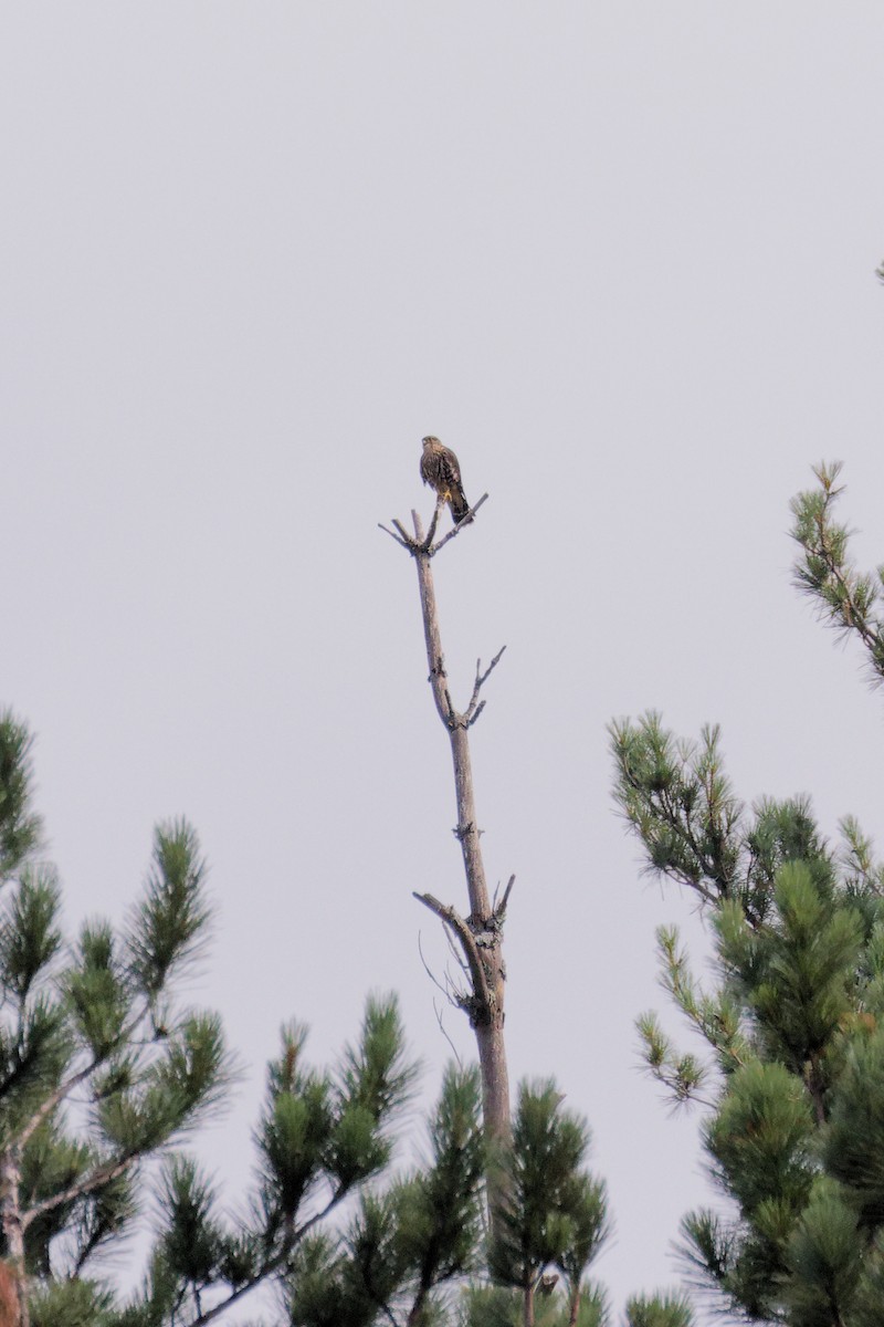 Merlin - ML621651643