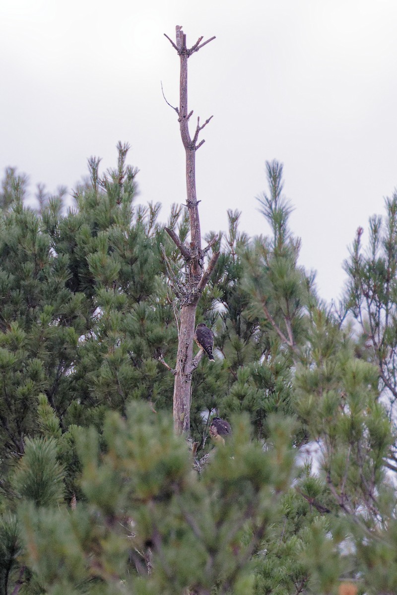 Merlin - ML621651650