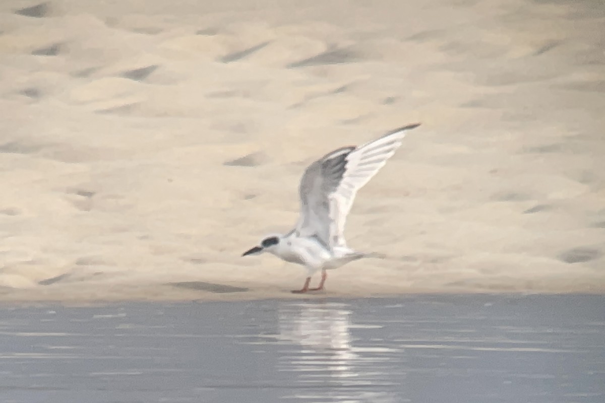 Forster's Tern - ML621651657