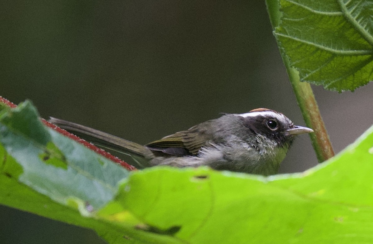 Black-cheeked Warbler - ML621651686