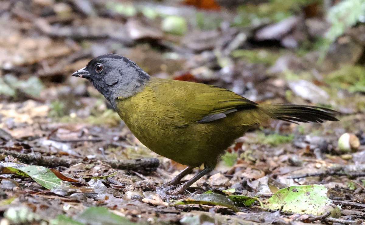 Large-footed Finch - ML621651695