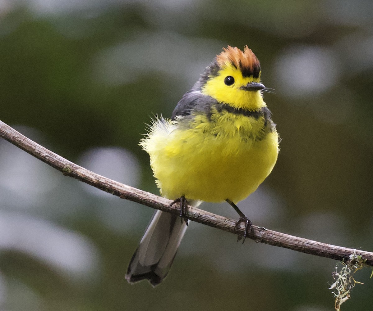 Collared Redstart - ML621651704