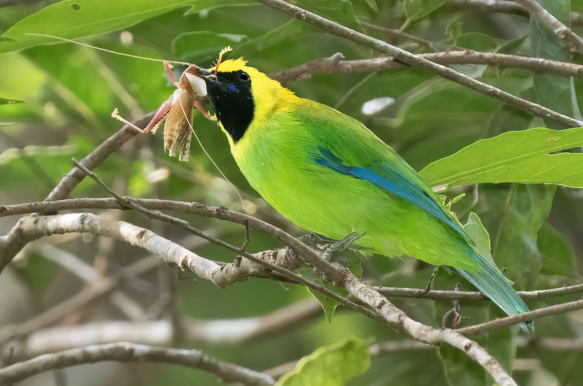 Verdin à ailes bleues - ML621651706