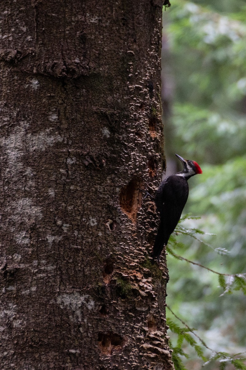 Pileated Woodpecker - ML621651737
