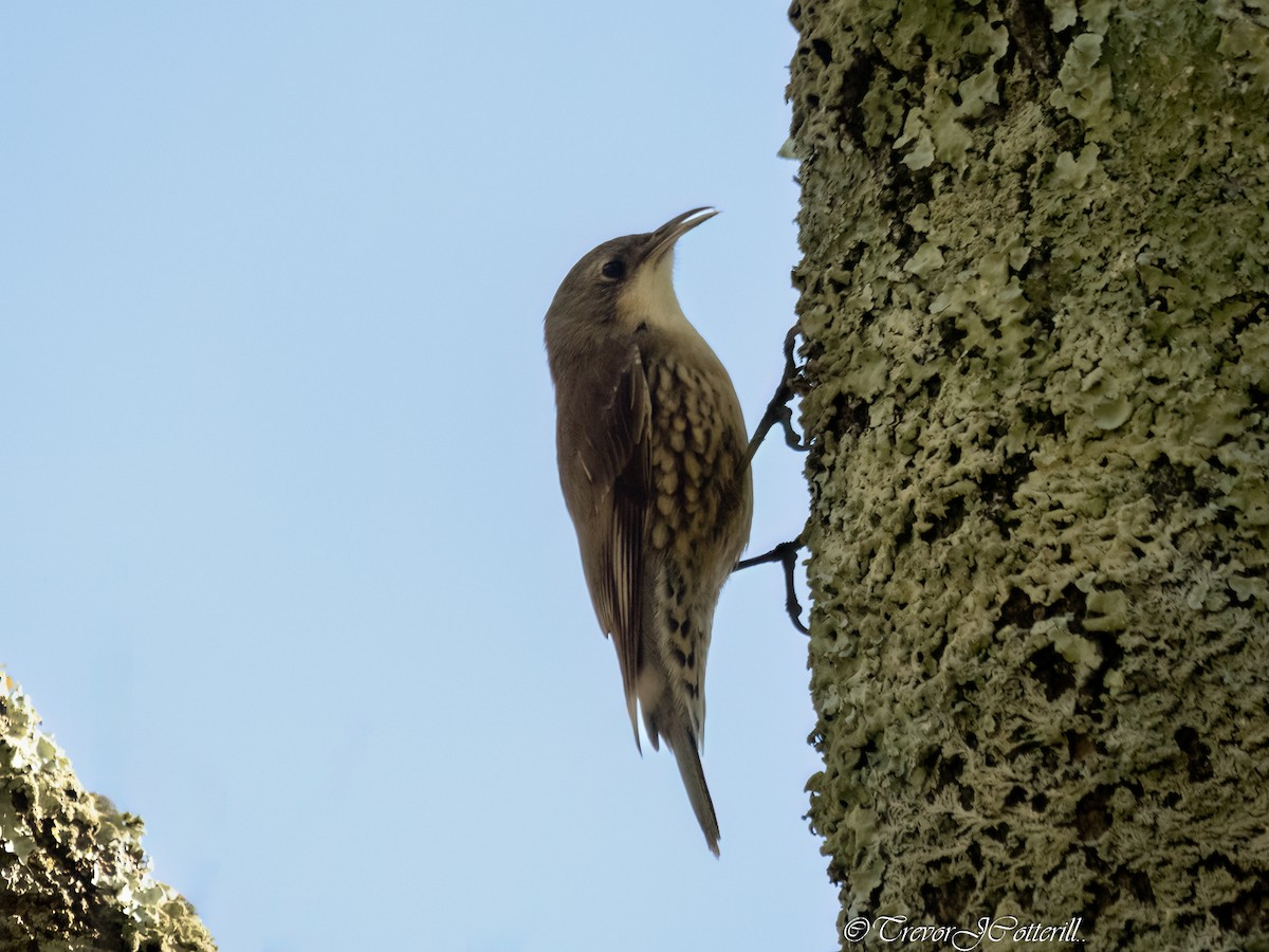 White-throated Treecreeper - ML621651838