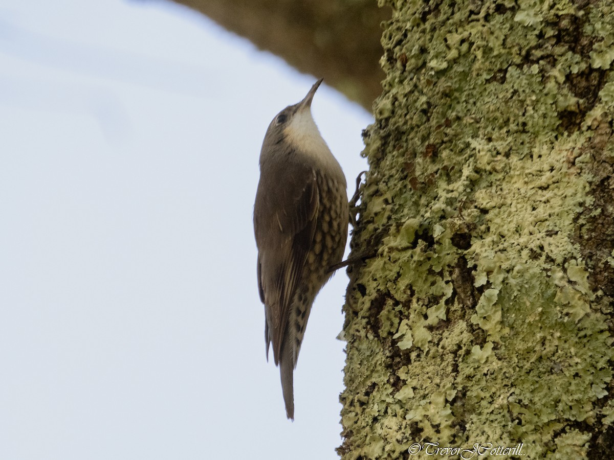 White-throated Treecreeper - ML621651839