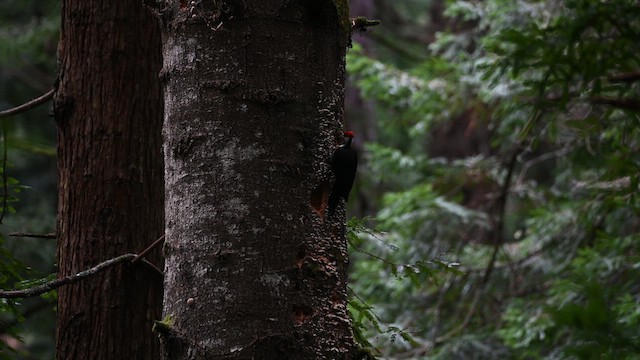 Pileated Woodpecker - ML621651867