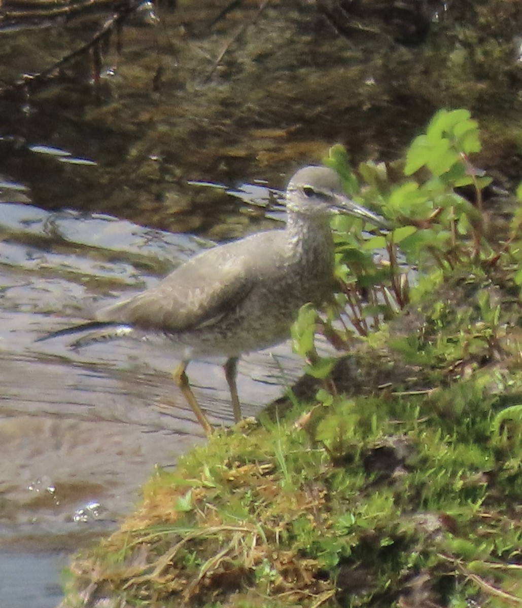 Wandering Tattler - ML621651927