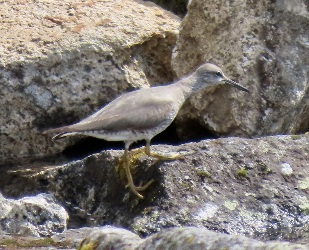 Wandering Tattler - ML621651934