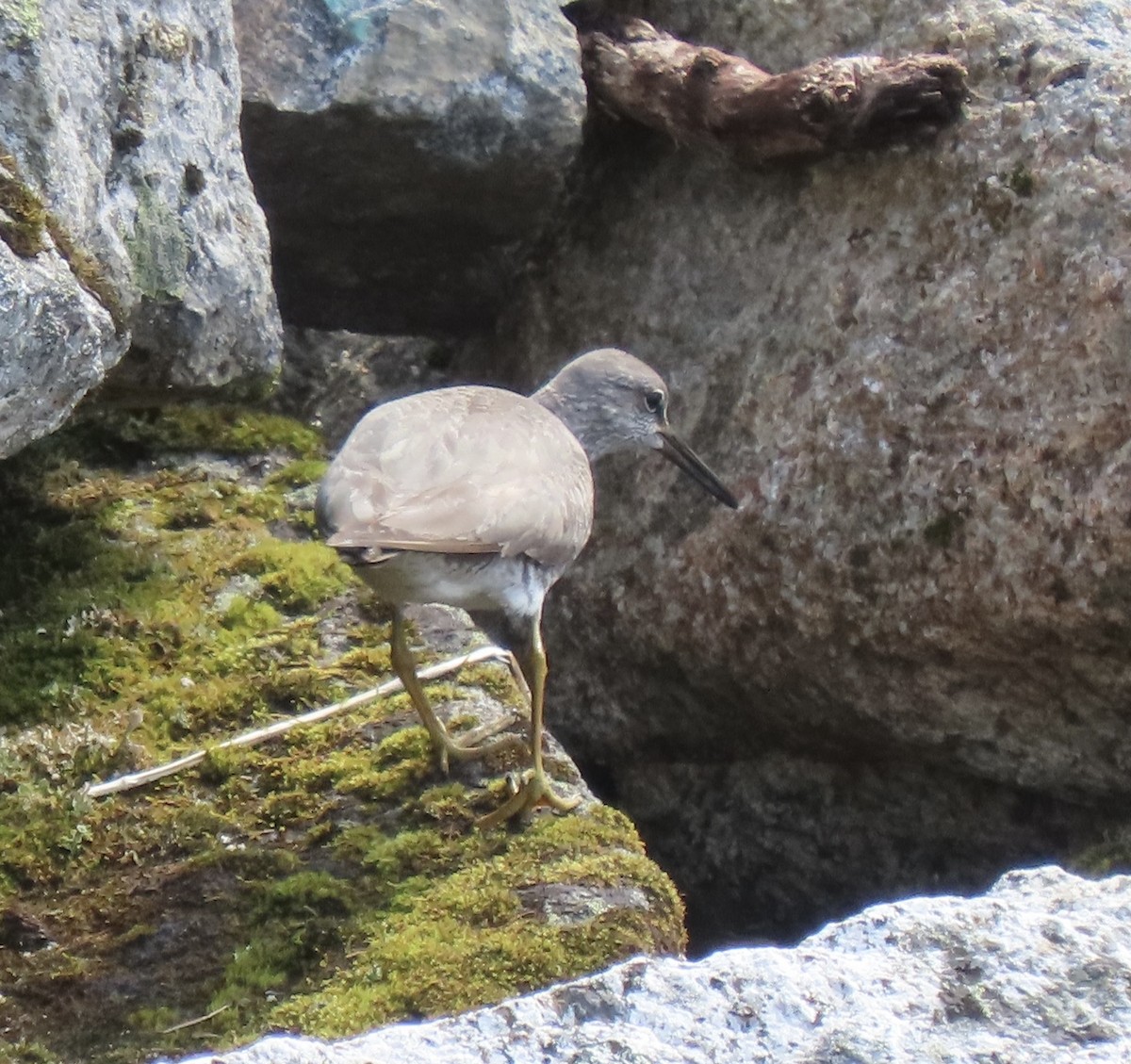 Wandering Tattler - ML621651939