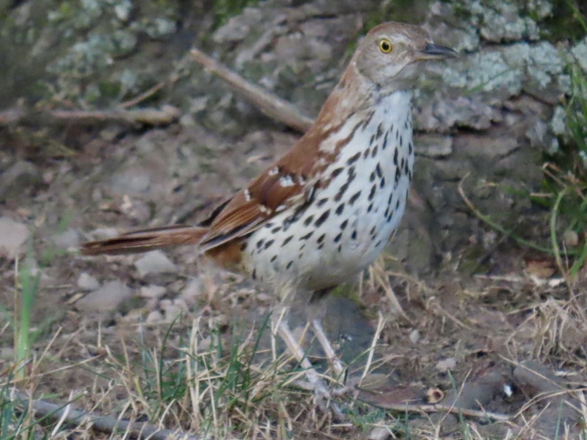 Brown Thrasher - ML621652054