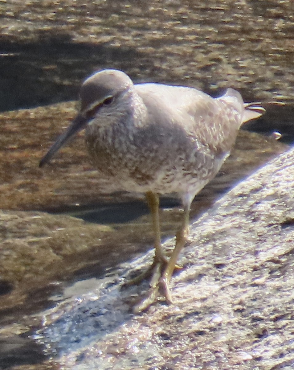 Wandering Tattler - ML621652056