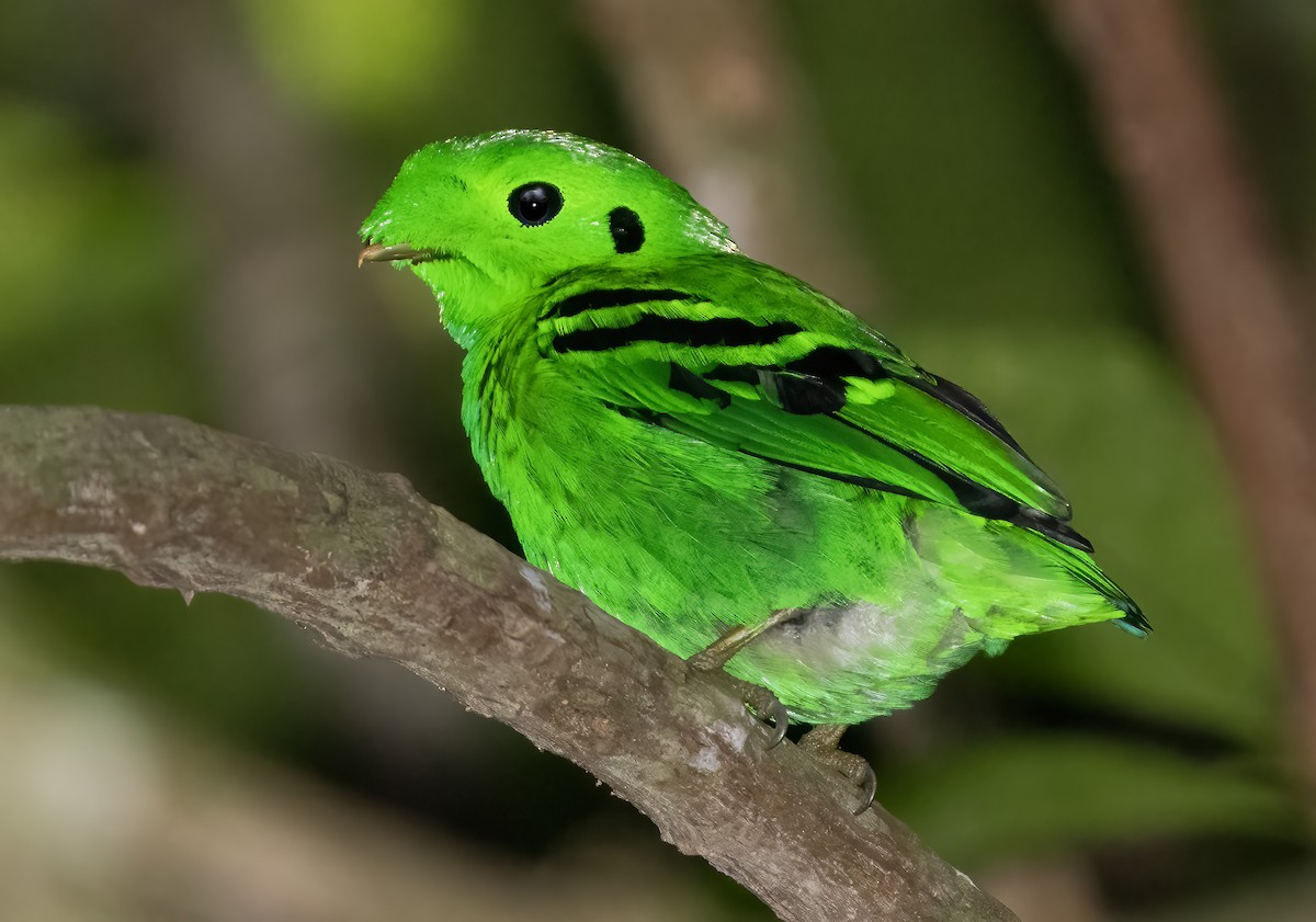 Green Broadbill - ML621652067