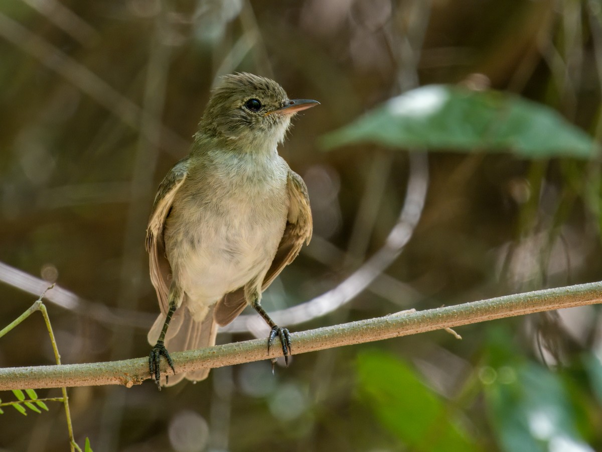 Caribbean Elaenia - ML621652073