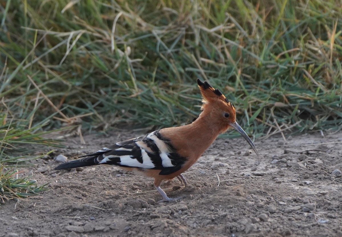 Eurasian Hoopoe - ML621652103