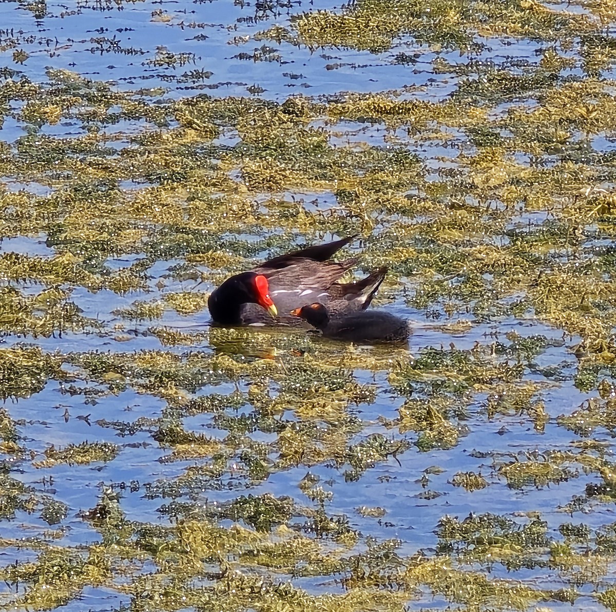 Common Gallinule (American) - ML621652119