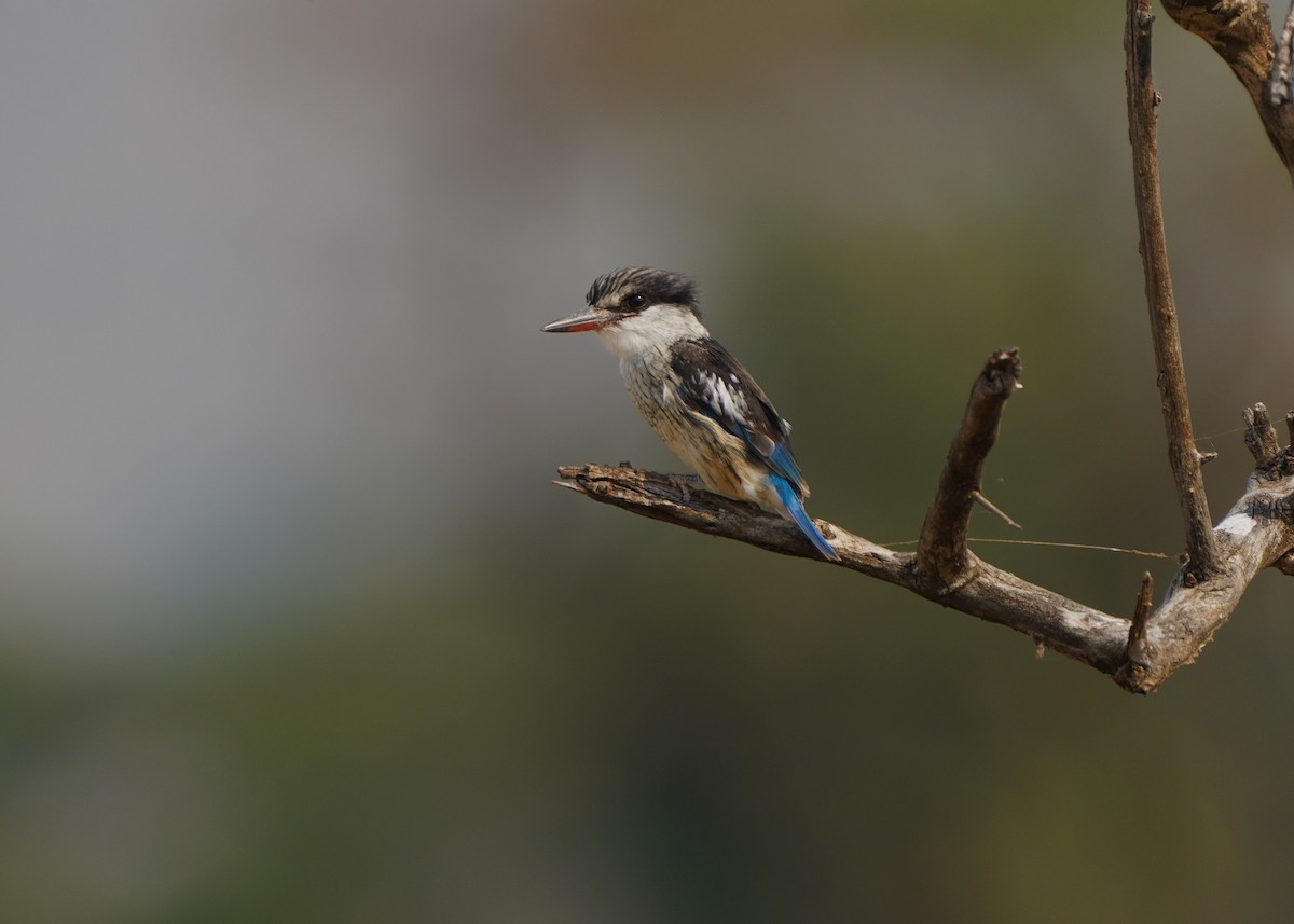 Striped Kingfisher - ML621652141