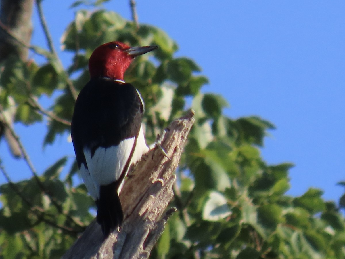 Red-headed Woodpecker - ML621652149