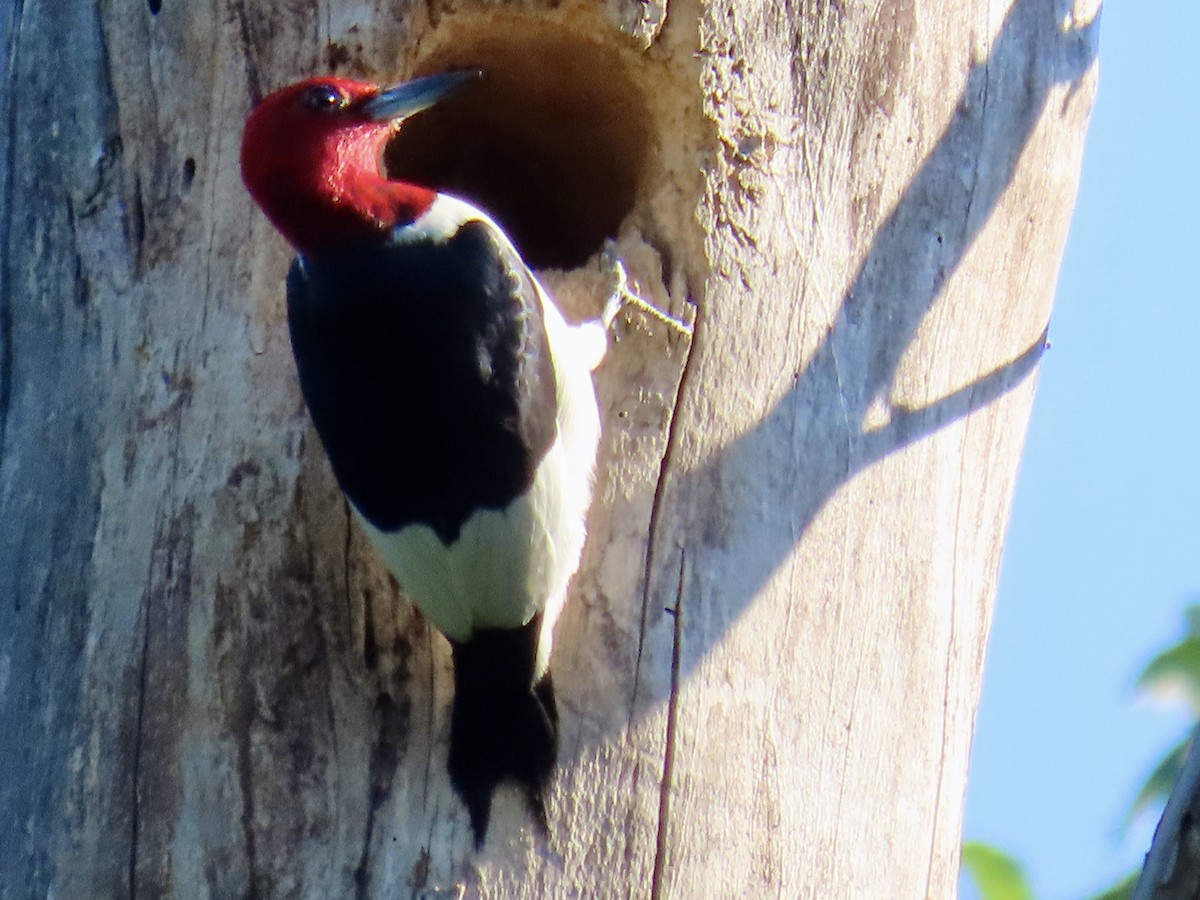 Red-headed Woodpecker - ML621652150
