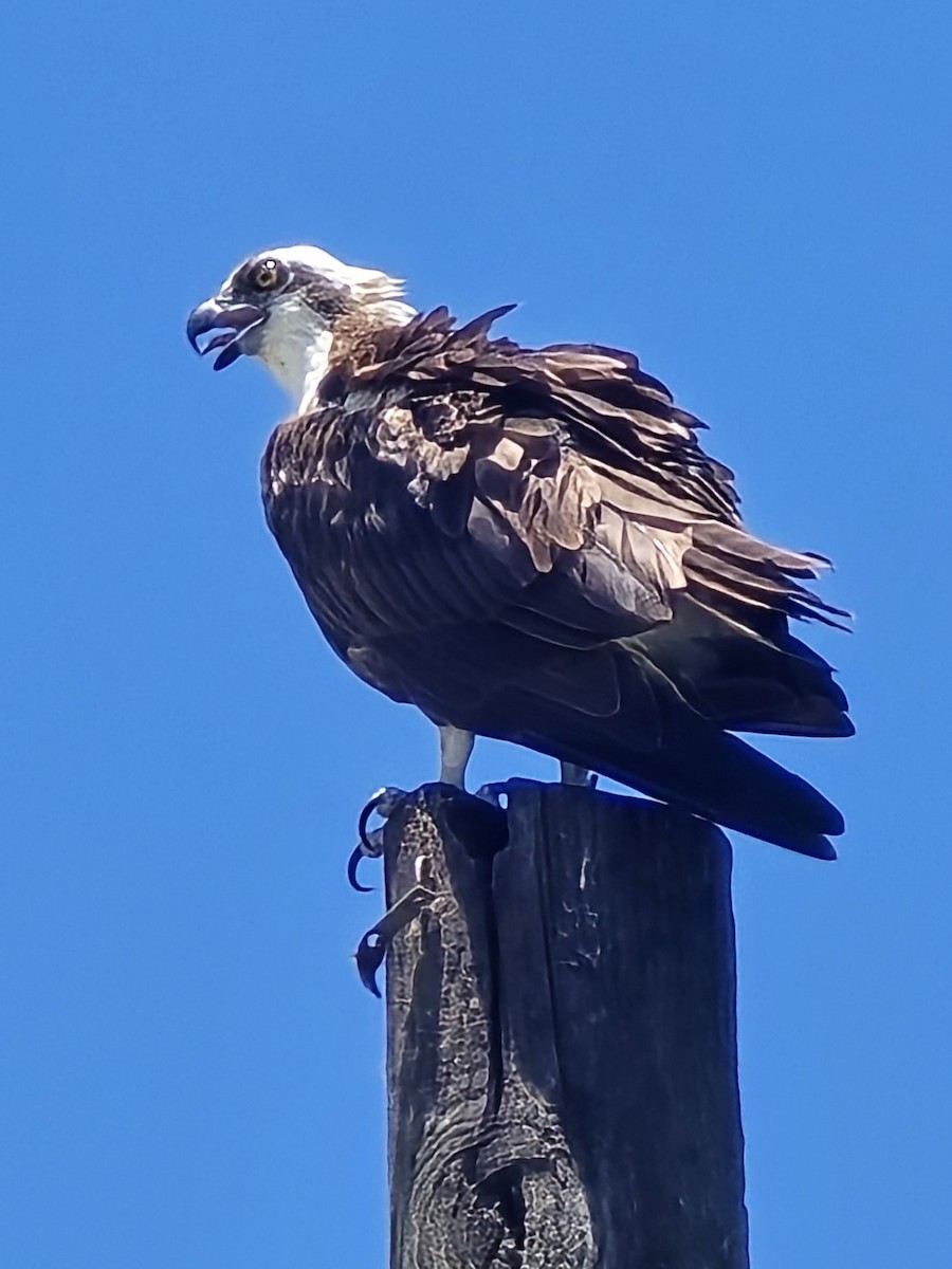 Скопа західна (підвид carolinensis) - ML621652212