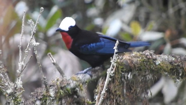 White-capped Tanager - ML621652241