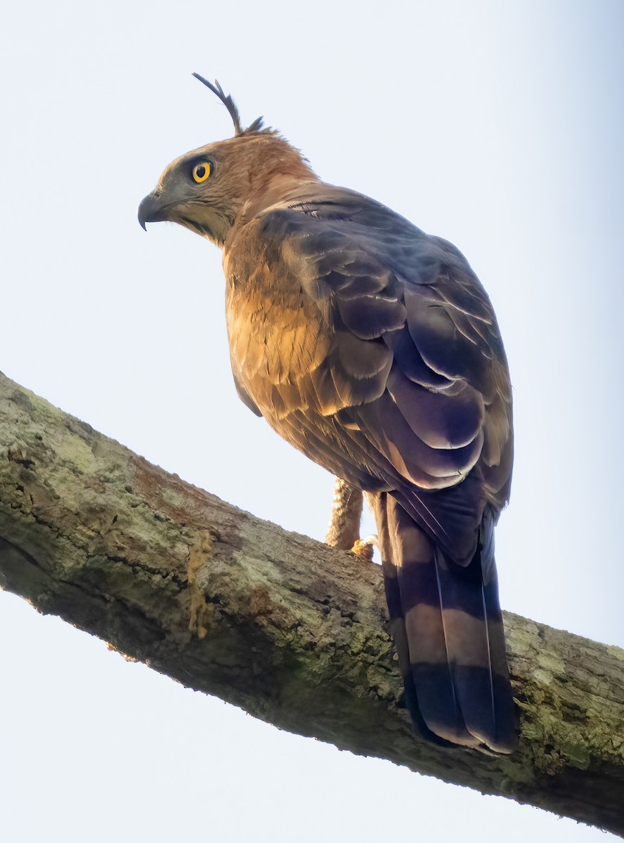 Wallace's Hawk-Eagle - ML621652242