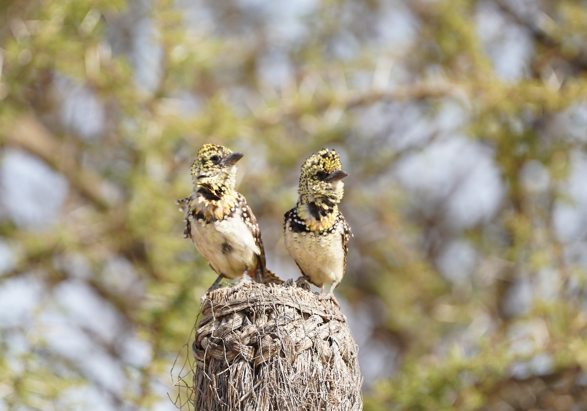 D'Arnaud's Barbet - ML621652243