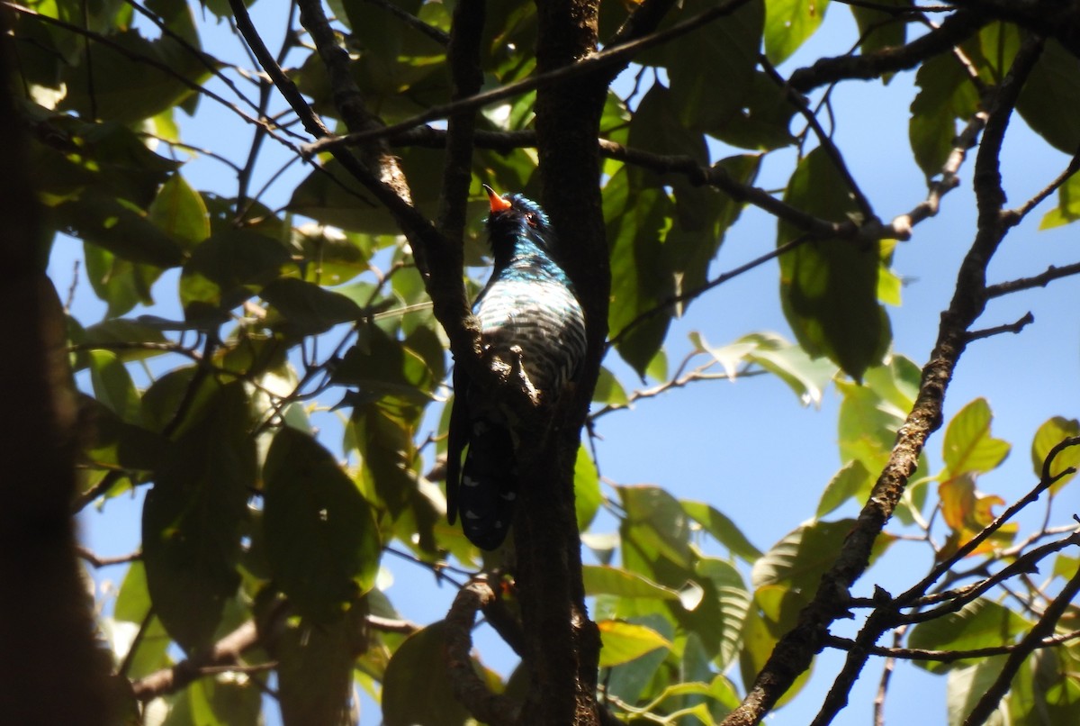 Asian Emerald Cuckoo - ML621652263