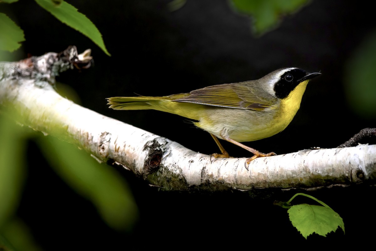 Common Yellowthroat - ML621652314