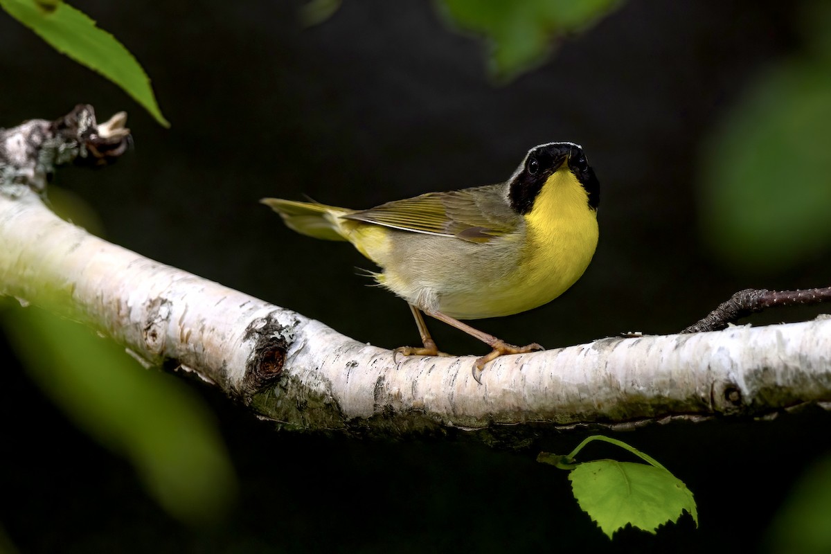 Common Yellowthroat - Matt Felperin