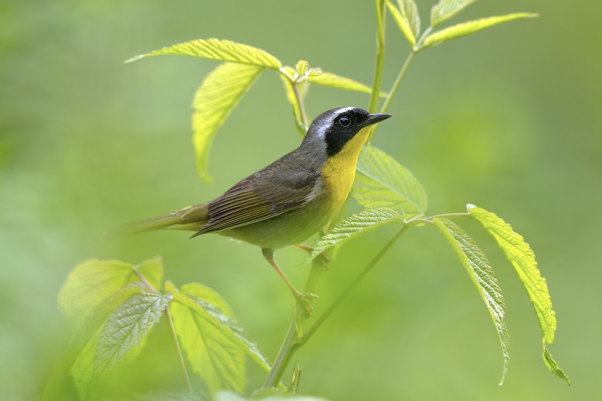 Common Yellowthroat - ML621652317