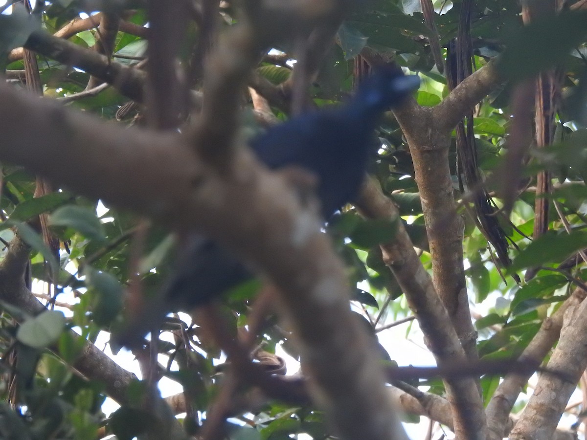 Bare-necked Fruitcrow - Juan Carlos Salamanca Gómez