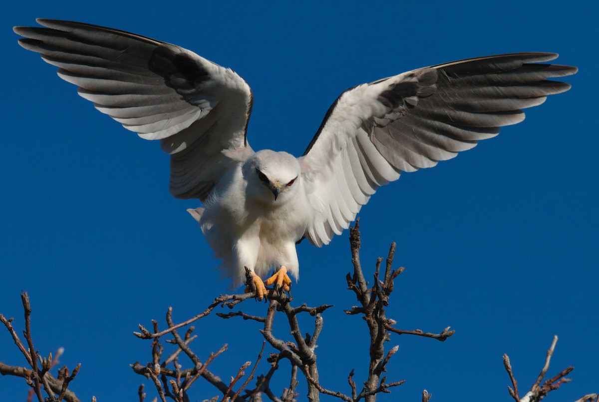 Black-shouldered Kite - ML621652347