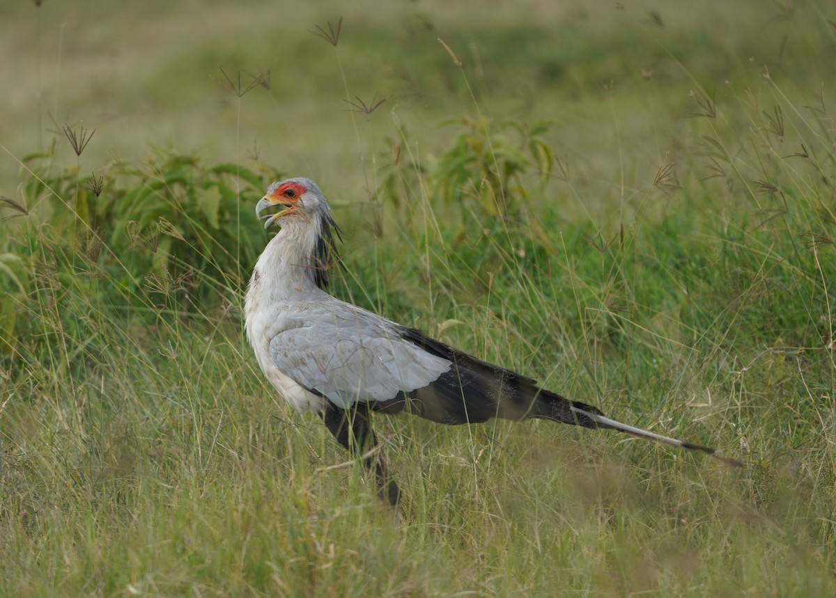 Secretarybird - ML621652365