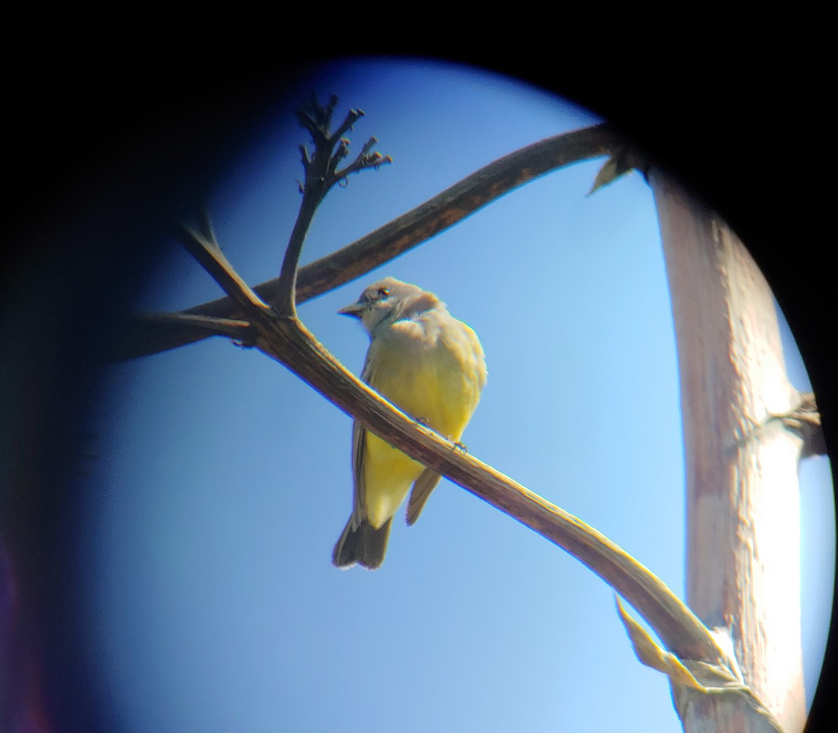 yellow-bellied kingbird sp. - ML621652376