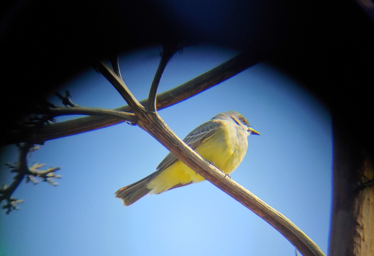 yellow-bellied kingbird sp. - ML621652377