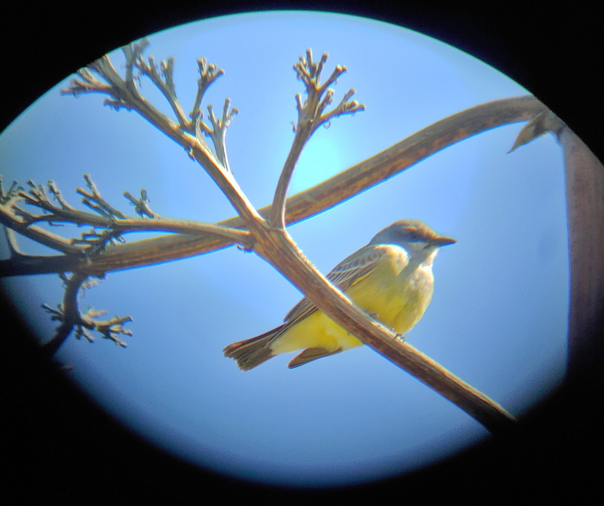 yellow-bellied kingbird sp. - ML621652378