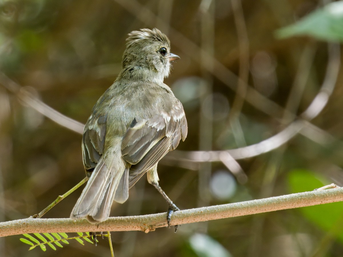 Caribbean Elaenia - ML621652425