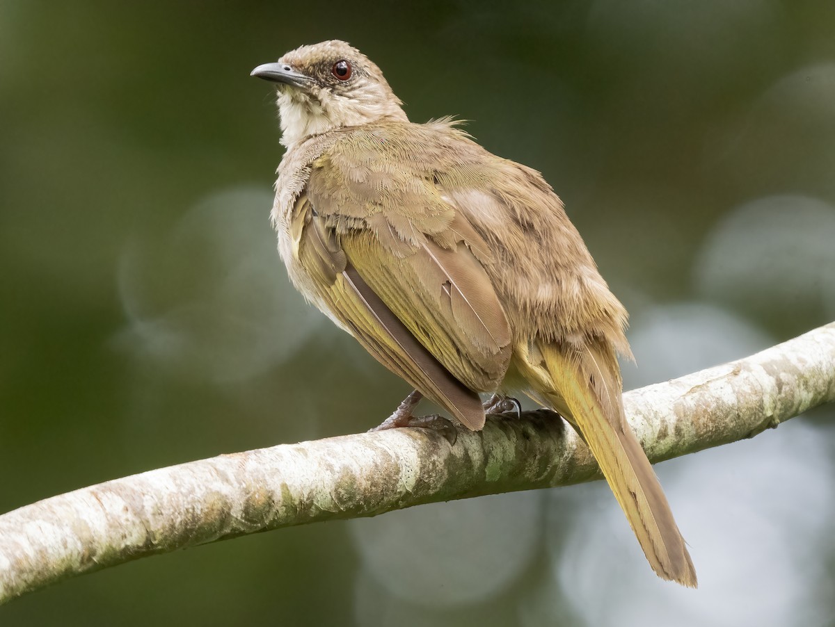 Bulbul Aliverde (grupo plumosus) - ML621652434