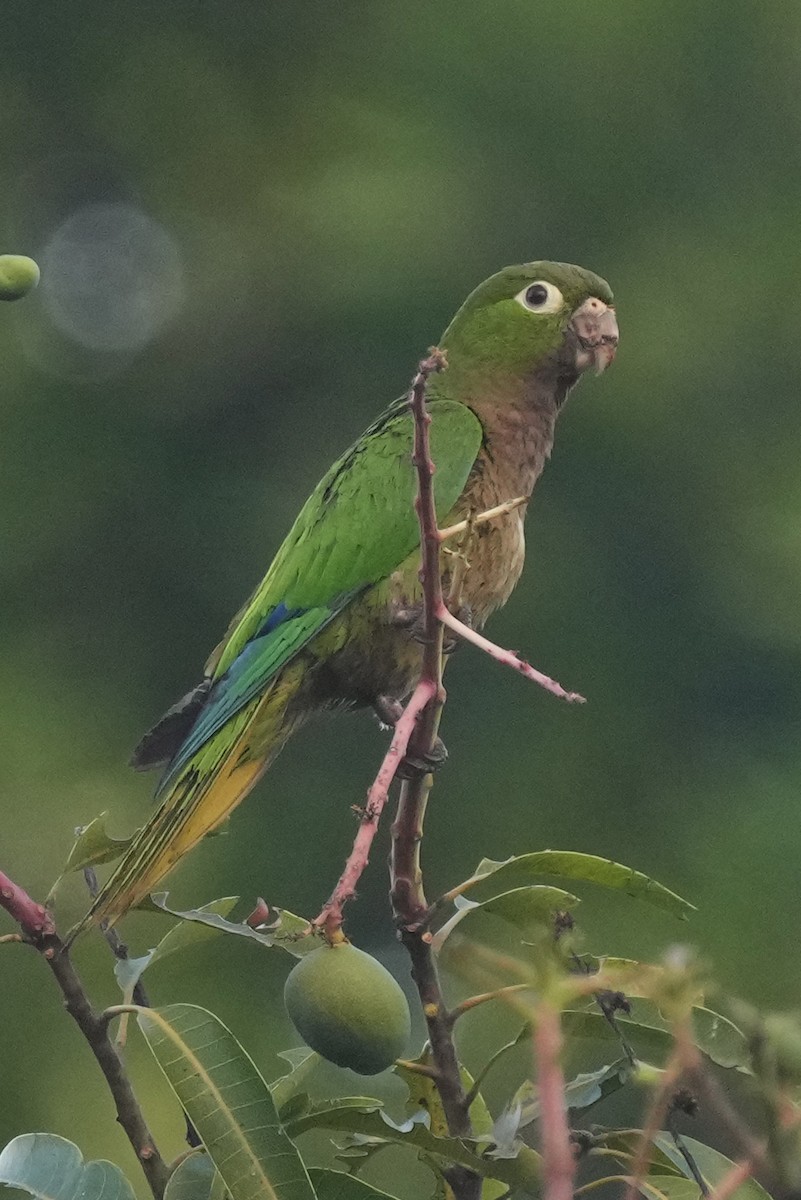 Aratinga Jamaicana - ML621652447