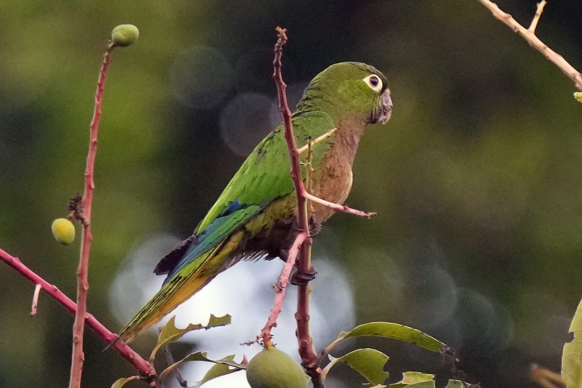 Aratinga Jamaicana - ML621652448