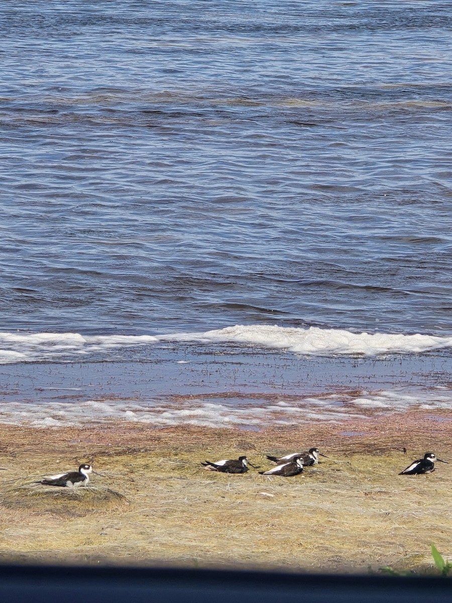 Black-necked Stilt (Black-necked) - ML621652482