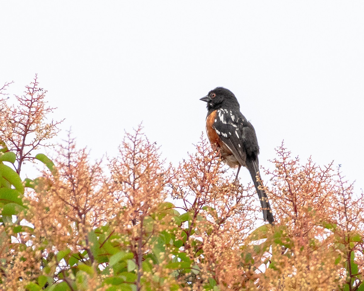 Spotted Towhee - ML621652524