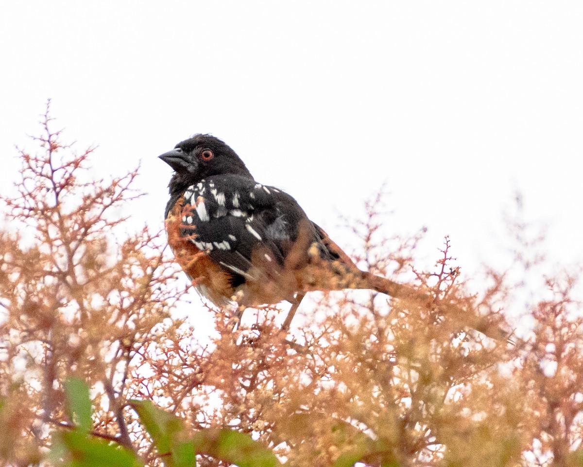 Spotted Towhee - ML621652532