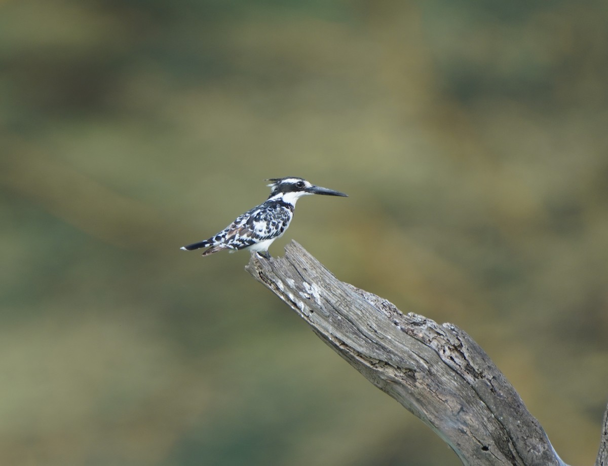 Pied Kingfisher - ML621652553