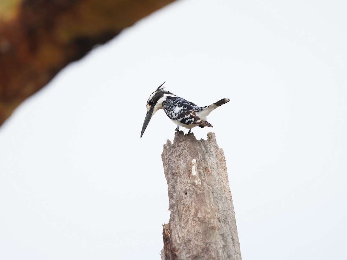 Pied Kingfisher - ML621652554