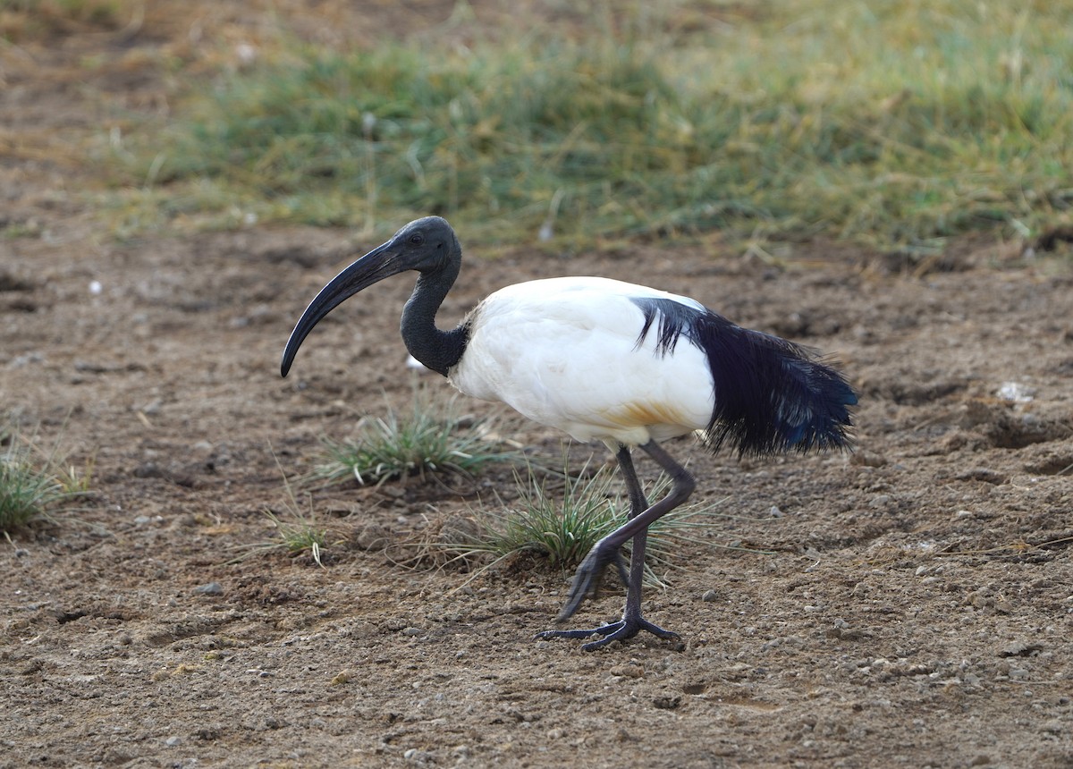 African Sacred Ibis - ML621652559