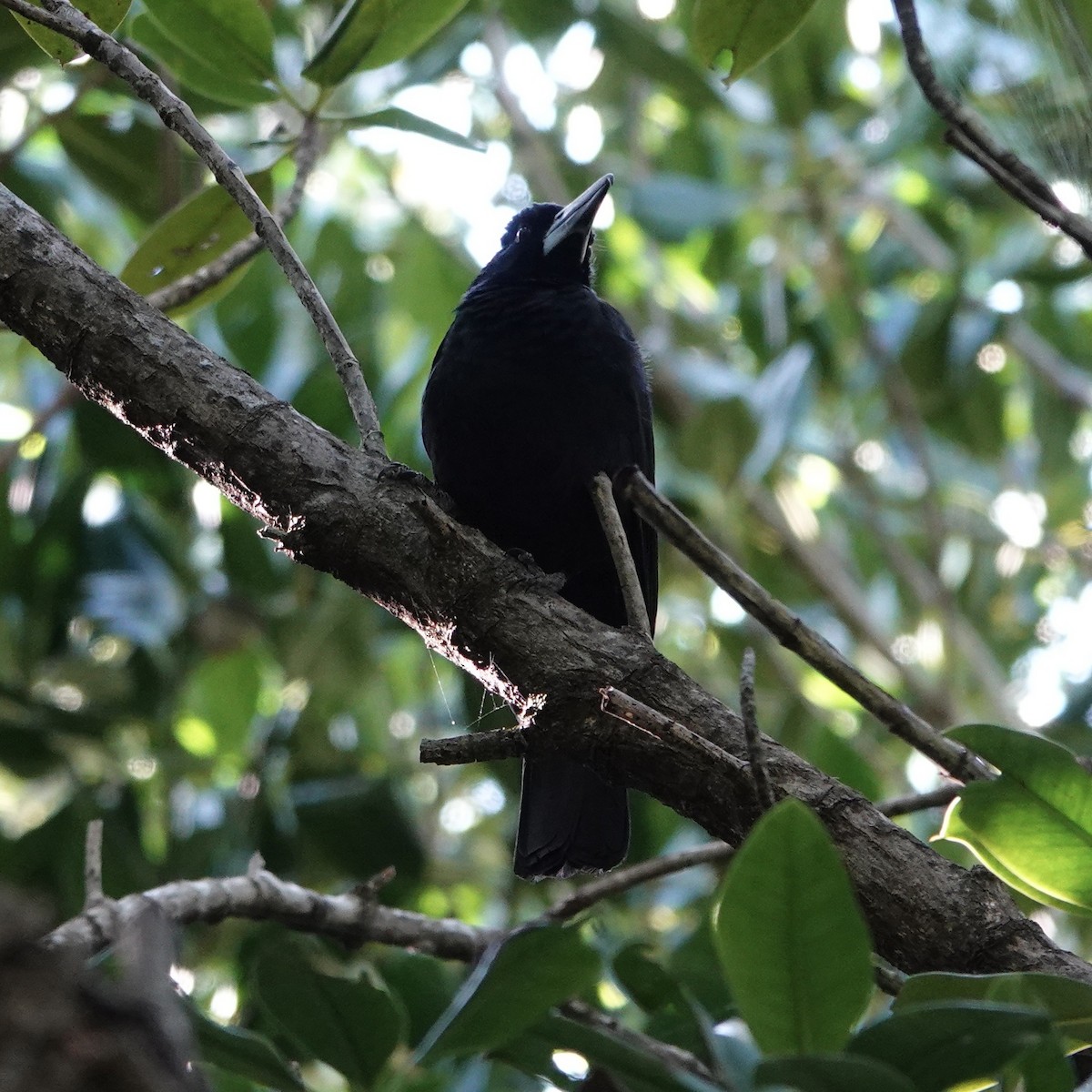 Black Butcherbird - ML621652561