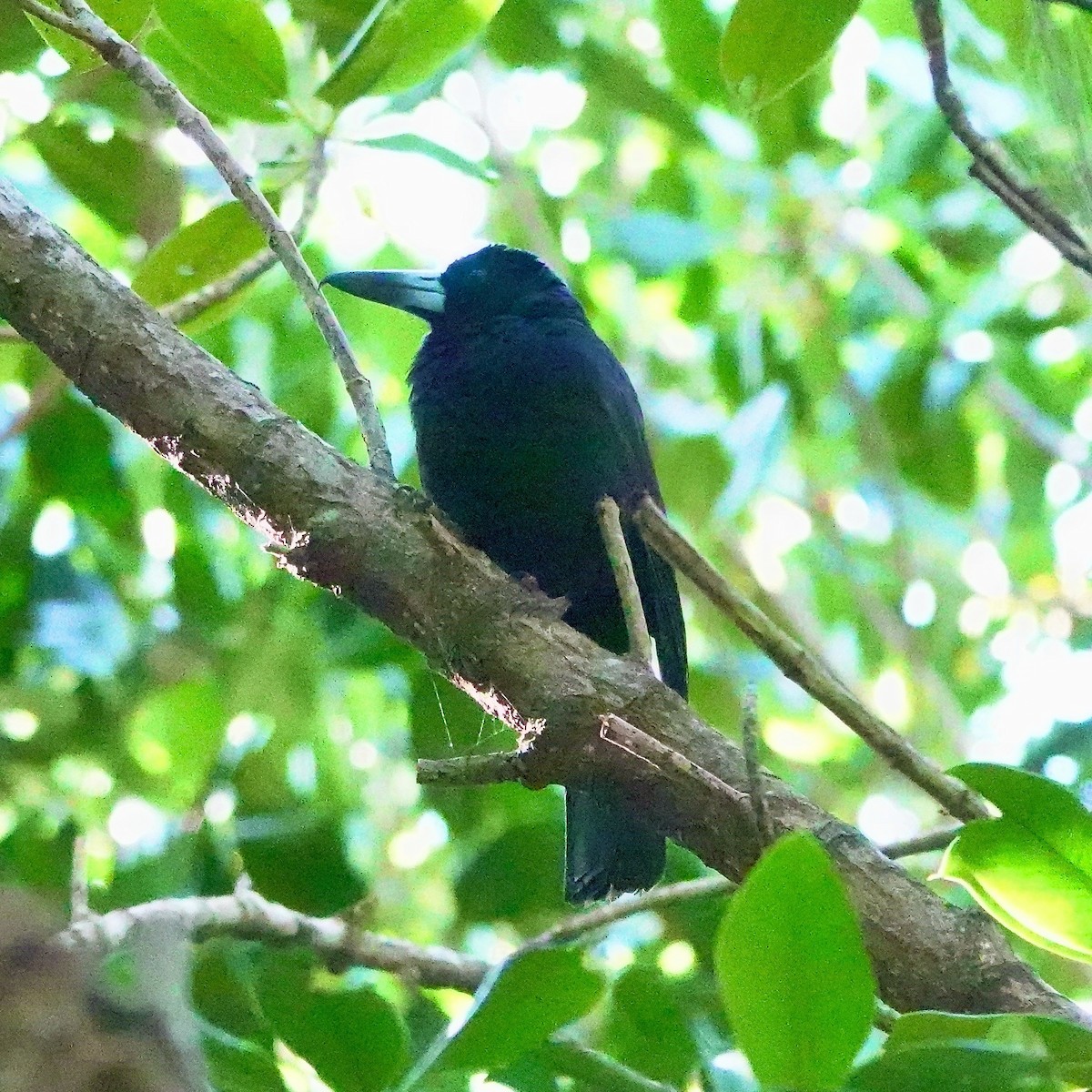 Black Butcherbird - ML621652562